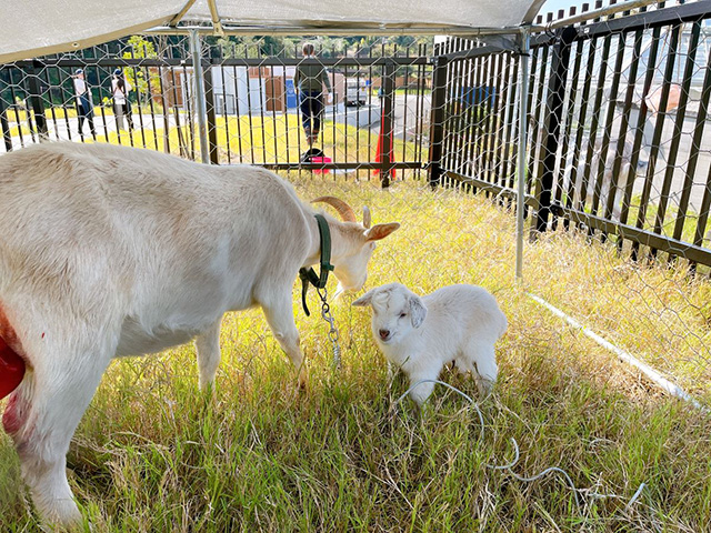 ヤギの赤ちゃんと母親/ヴィラリゾート「かなたのさと」(和歌山県/和歌山市)