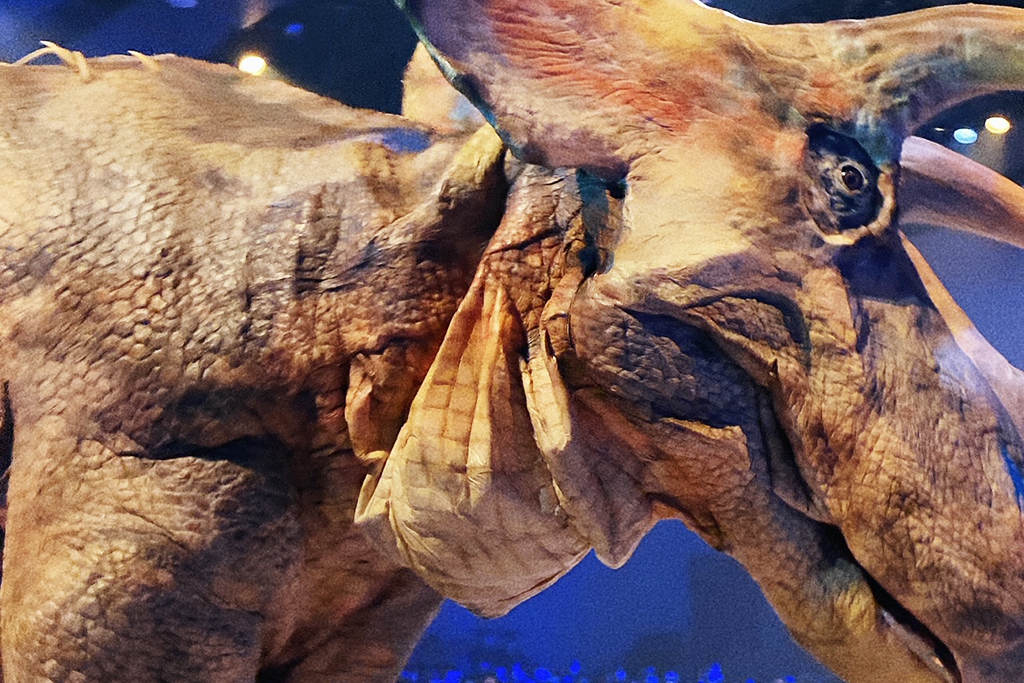 DINO SAFARI　トリケラトプスの質感