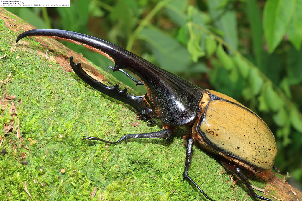 ヘラクレスオオカブト/体感するファーブル昆虫展inよみうりランド（東京都/稲城市）