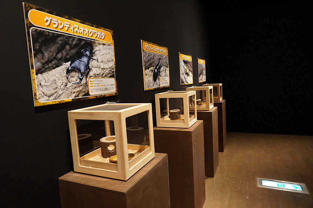 生体展示/体感するファーブル昆虫展inよみうりランド（東京都/稲城市）