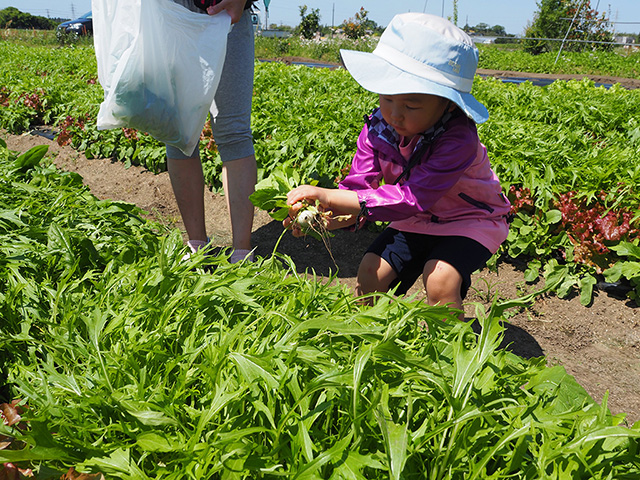 野菜収穫体験の様子/まなびファーム（千葉県/九十九里町）