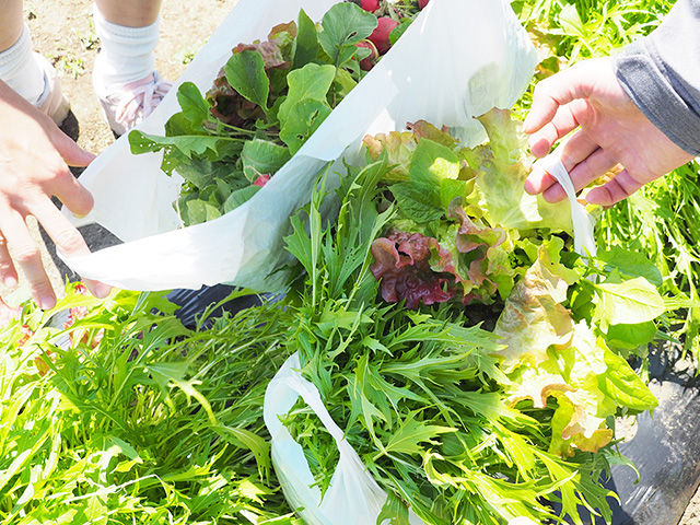 収穫した野菜/まなびファーム（千葉県/九十九里町）
