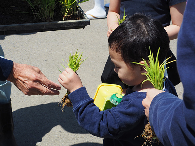 田植え体験の苗を手に取る様子/まなびファーム（千葉県/九十九里町）
