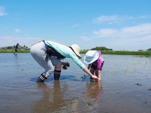 まなびファーム（九十九里）で子どもと田植え体験！野菜収穫や川の生き物観察も！