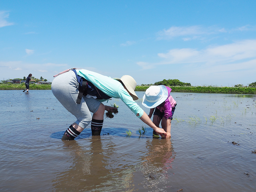 田植え体験の様子/まなびファーム（千葉県/九十九里町）