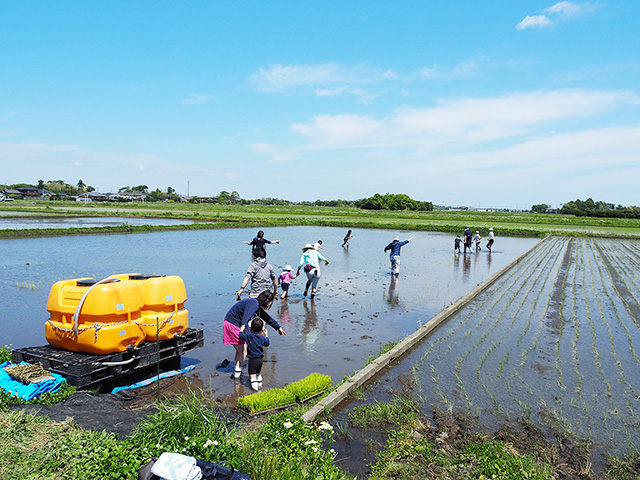 田植え体験の様子/まなびファーム（千葉県/九十九里町）