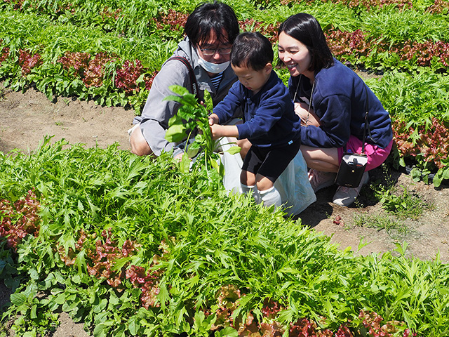 季節の野菜収穫の様子/まなびファーム（千葉県/九十九里町）