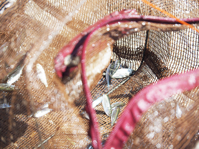 獲れた川の生き物/まなびファーム（千葉県/九十九里町）