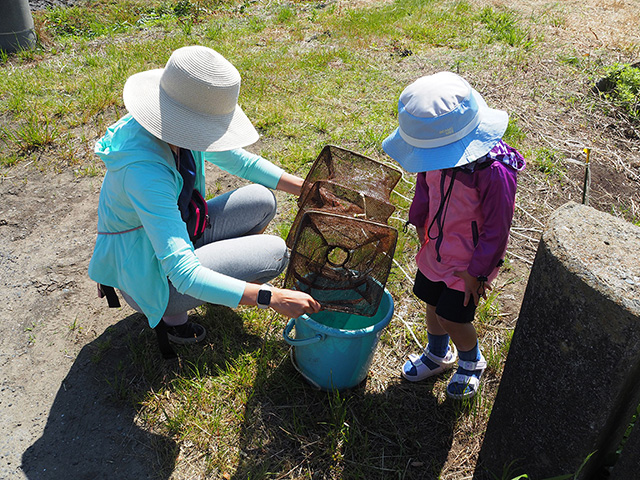 生き物をバケツに移す様子/まなびファーム（千葉県/九十九里町）