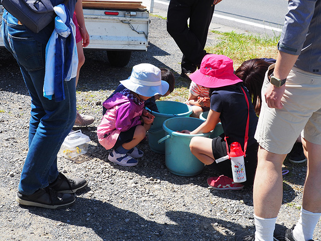 バケツの中の生き物を観察する様子/まなびファーム（千葉県/九十九里町）