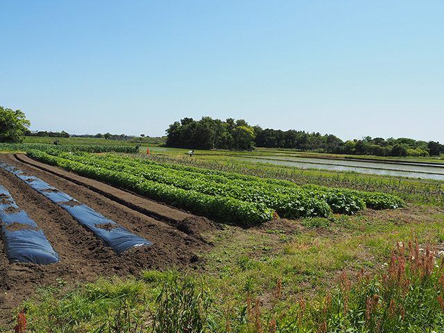 野菜収穫体験の畑/まなびファーム（千葉県/九十九里町）