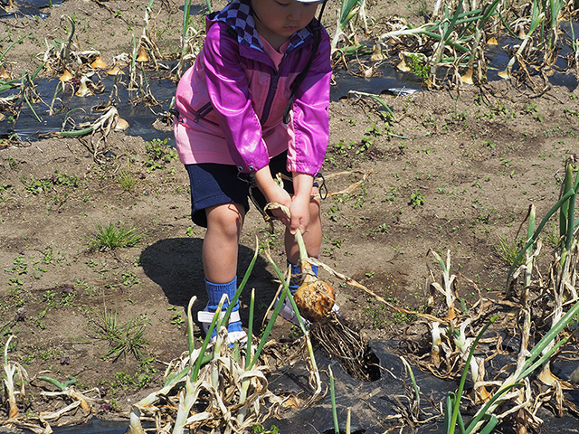 野菜収穫体験の様子/まなびファーム（千葉県/九十九里町）