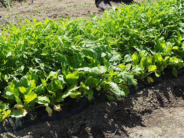 野菜収穫体験/まなびファーム（千葉県/九十九里町）
