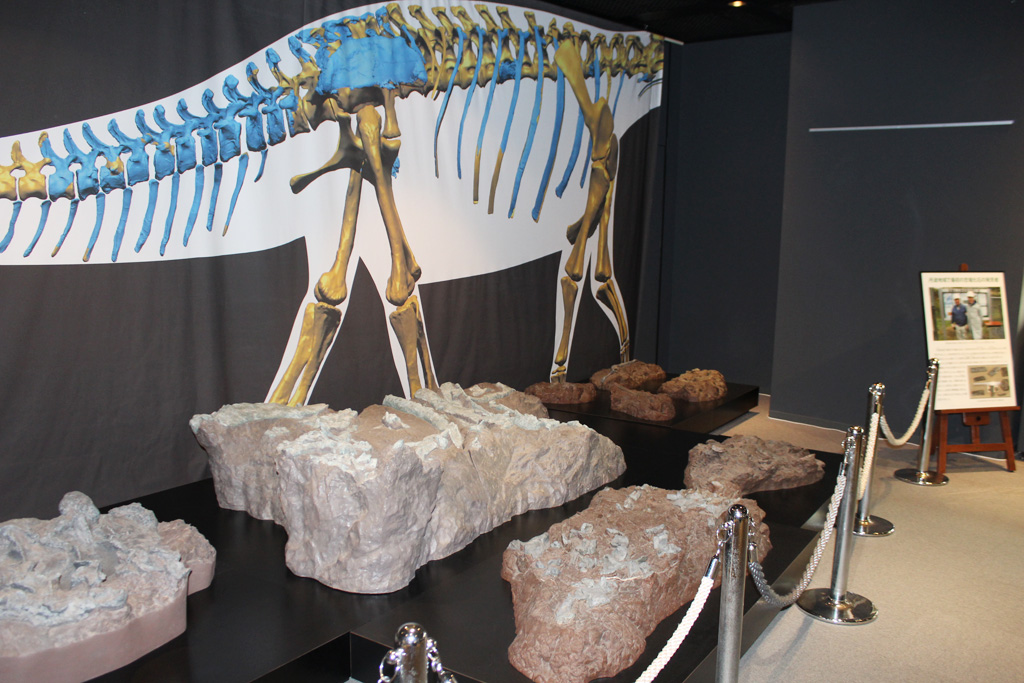 タンバティタニス・アミキティアエのレプリカ化石/兵庫県立人と自然の博物館（三田市）
