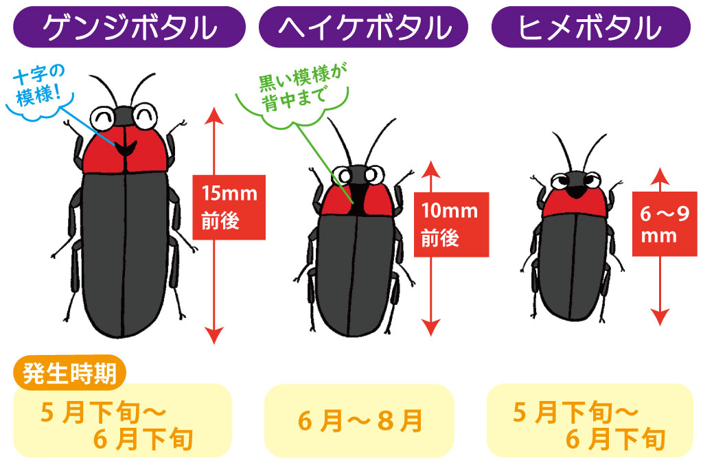 日本に生息するホタルの種類