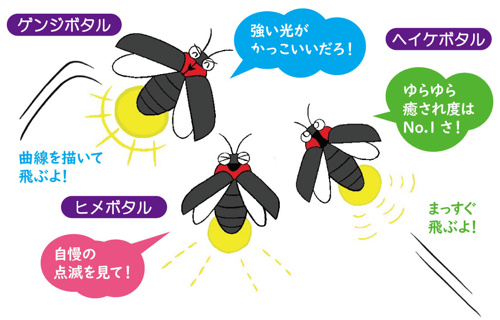 ゲンジボタル・ヘイケボタル・ヒメボタル 光り方のちがい