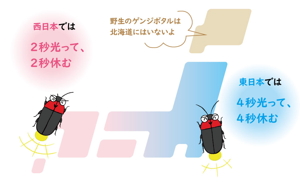ゲンジボタルの光る長さの違い