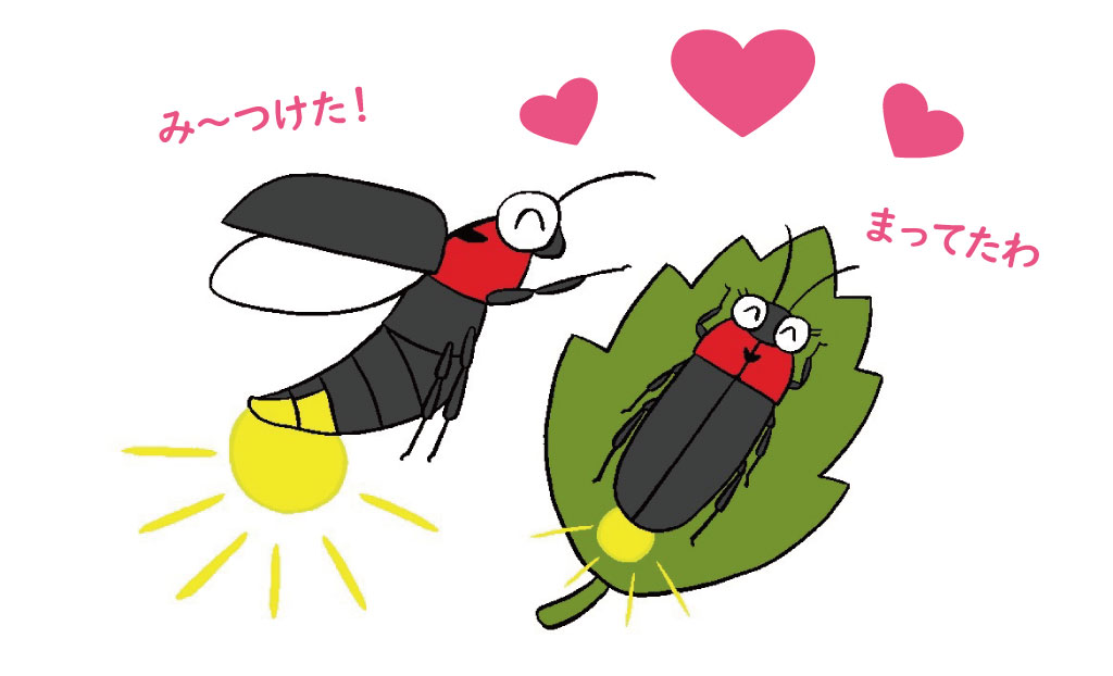 ホタルが光るしくみ