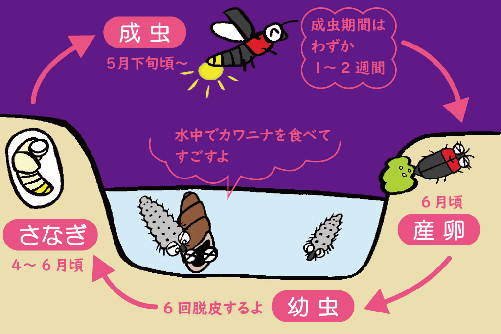 ゲンジボタルの一生