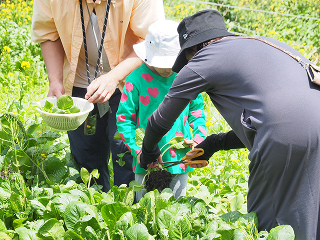 野菜の収穫/森本農園（千葉県/木更津市）