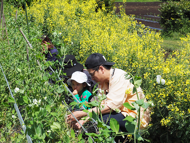 野菜の収穫/森本農園（千葉県/木更津市）