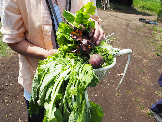 野菜の収穫/森本農園（千葉県/木更津市）