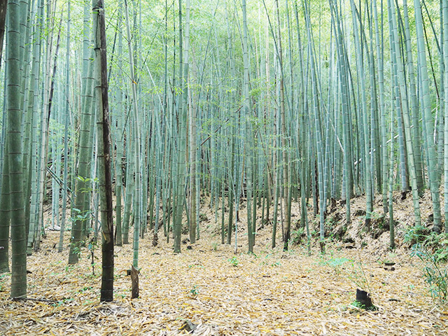 竹林/森本農園（千葉県/木更津市）