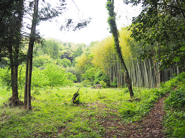 タケノコ掘りの会場/森本農園（千葉県/木更津市）