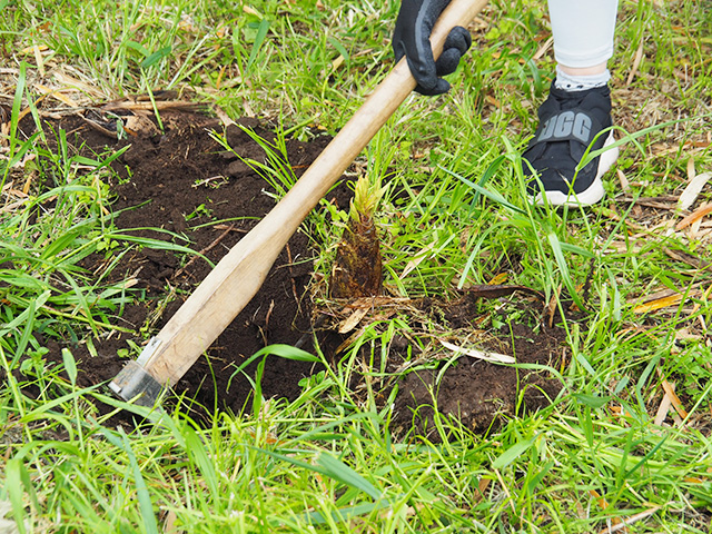 タケノコ掘りの様子/森本農園（千葉県/木更津市）
