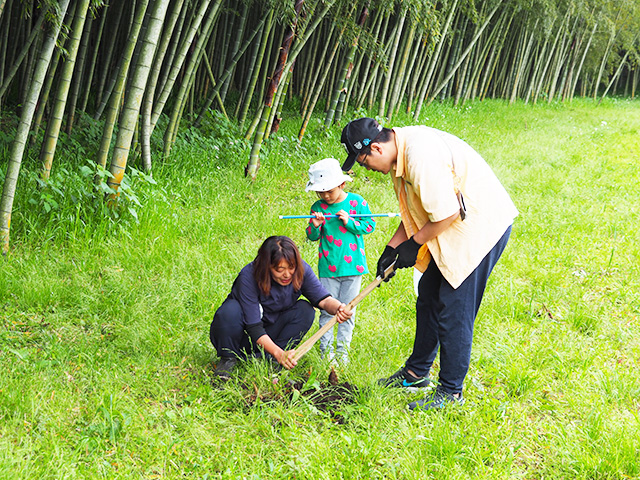タケノコ掘りの様子/森本農園（千葉県/木更津市）