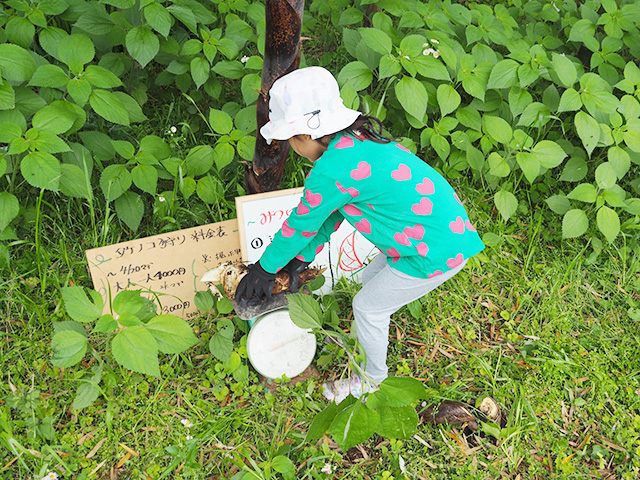 タケノコの重さをはかる様子/森本農園（千葉県/木更津市）
