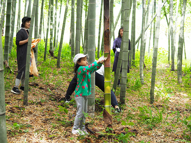 幼い竹の皮を剥がす様子/森本農園（千葉県/木更津市）