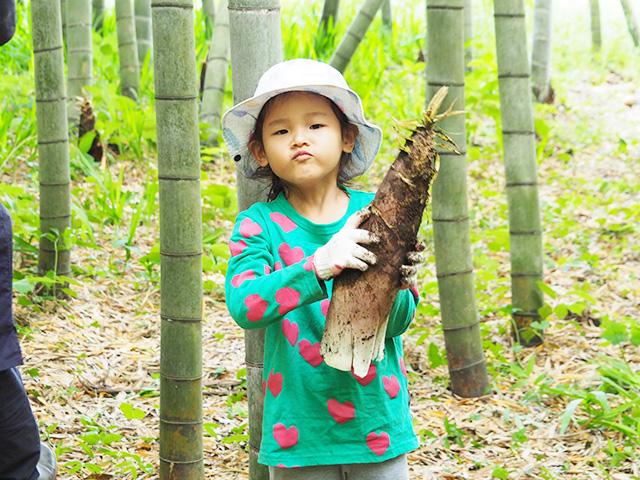 タケノコ掘りの様子/森本農園（千葉県/木更津市）