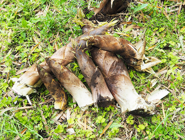 採れたタケノコ/森本農園（千葉県/木更津市）