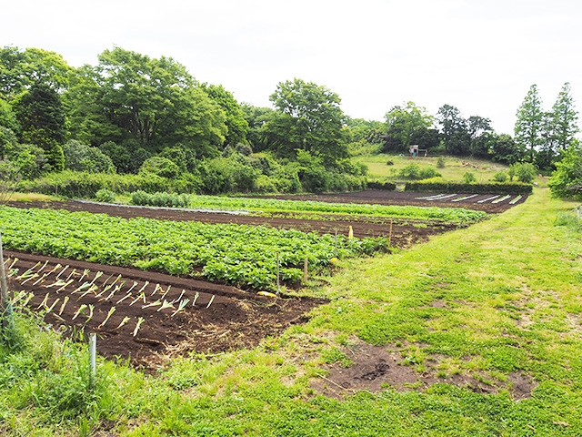 森本農園（千葉県/木更津市）