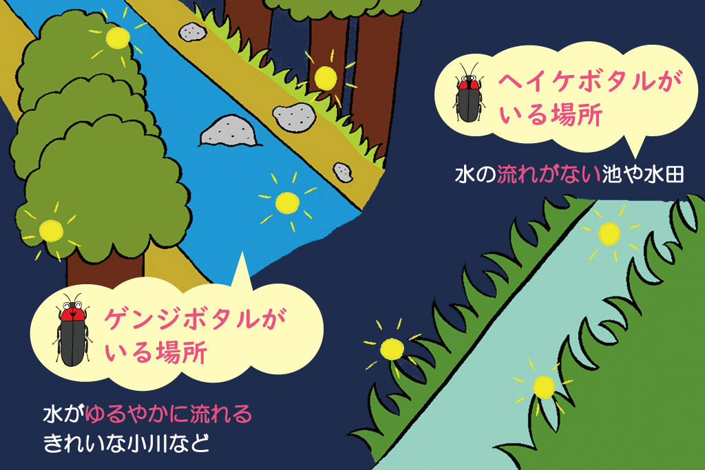 ゲンジボタルとヘイケボタルがすんでいる場所の違い