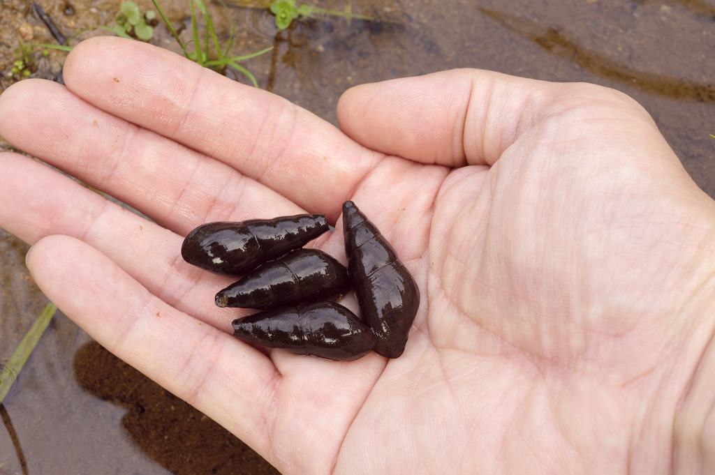 ホタルの幼虫のエサとなるカワニナ