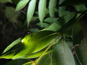 九州のホタル観賞スポット・ホタル祭り!長崎・熊本・宮崎の温泉地や公園など