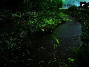 中国地方のホタル観賞スポット・ホタル祭り!鳥取の温泉地や広島の公園など
