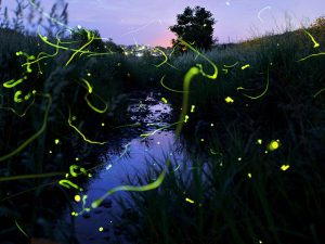 岡山県のホタル観賞スポット・ホタル祭り!真庭・美作などにゲンジボタルが舞う