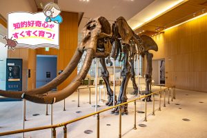 三重県総合博物館MieMu（三重県）は、日本の縮図・三重のすべてがわかる博物館！