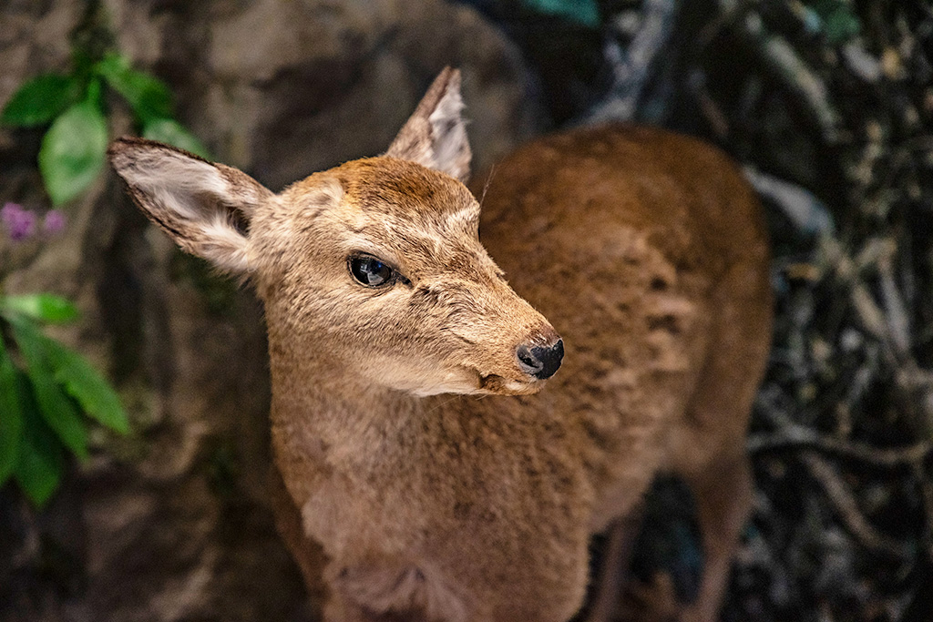 ニホンジカのはく製/三重県総合博物館MiMu（津市）