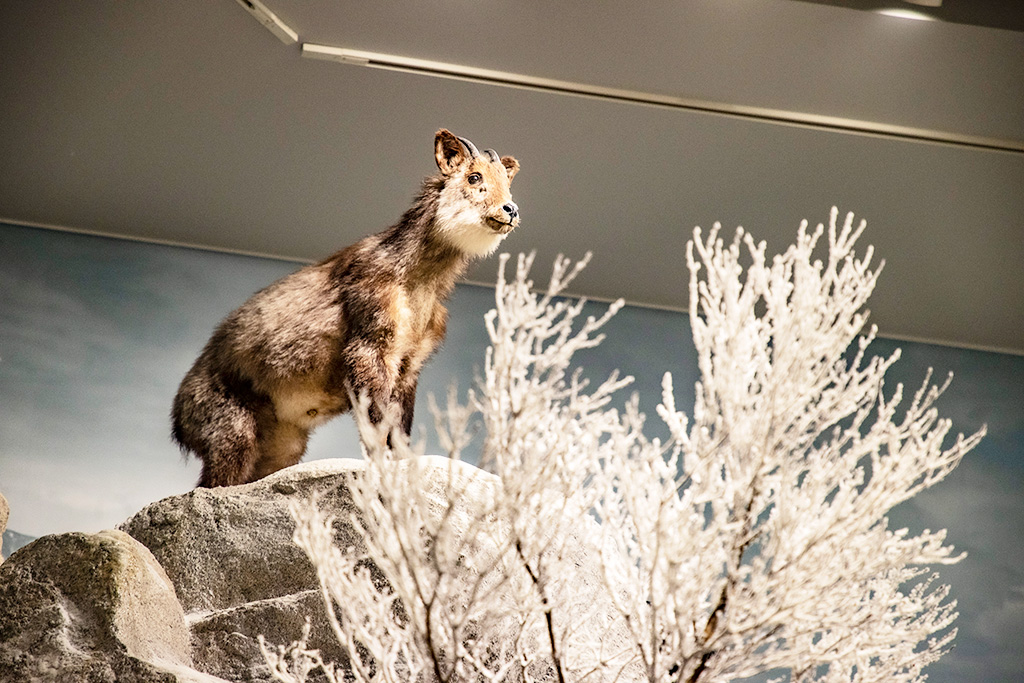 ニホンカモシカのはく製/三重県総合博物館MiMu（津市）