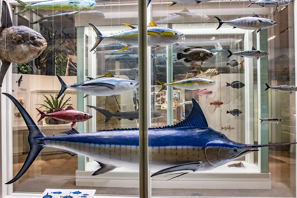 熊野灘の生き物の展示/三重県総合博物館MiMu（津市）