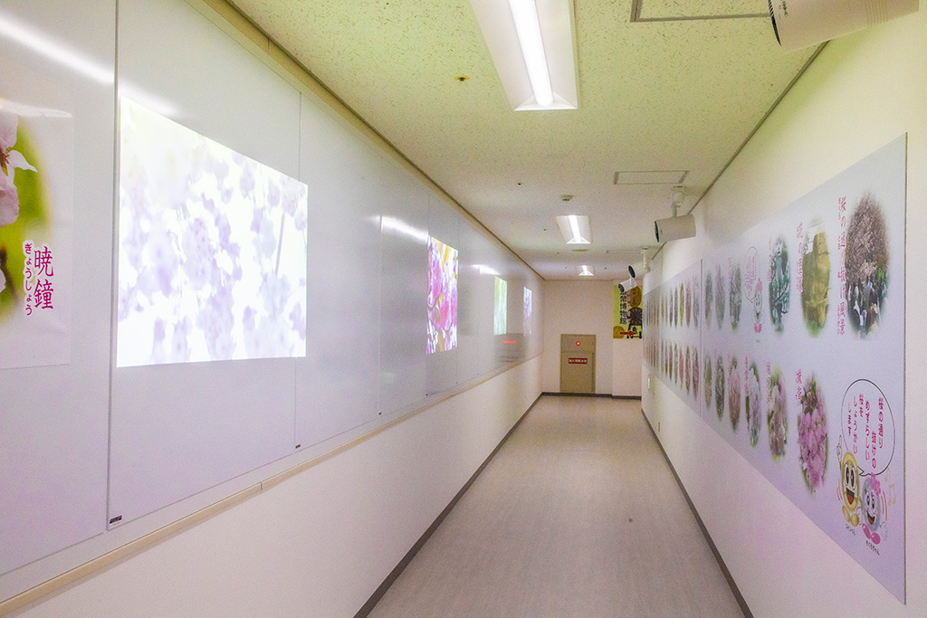 桜の映像や写真などが展示/造幣博物館(大阪府/大阪市)