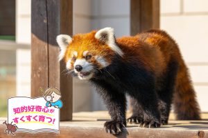 福知山市動物園（京都府）は、かわいい小動物たちとアットホームな雰囲気が魅力