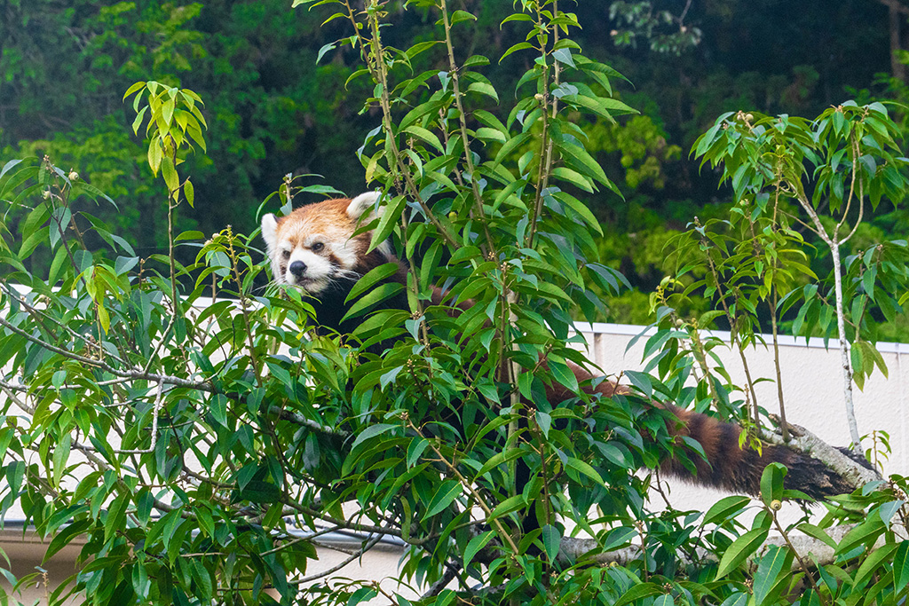 レッサーパンダ/福知山市動物園(京都府)