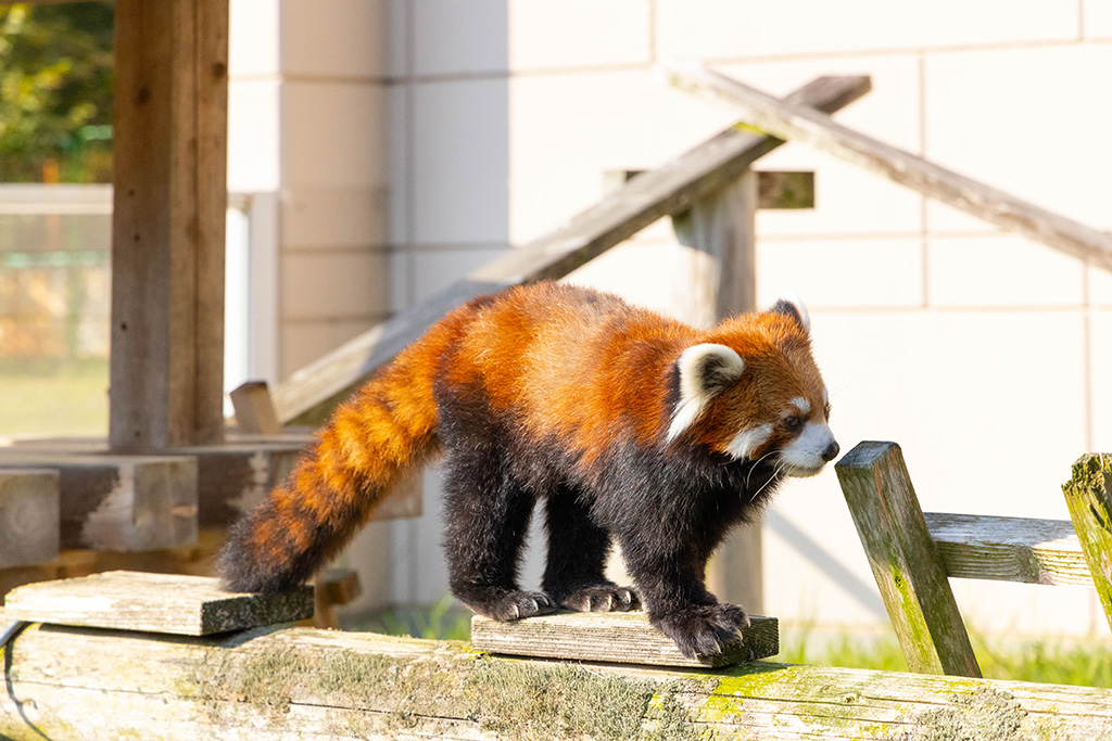 レッサーパンダ/福知山市動物園(京都府)