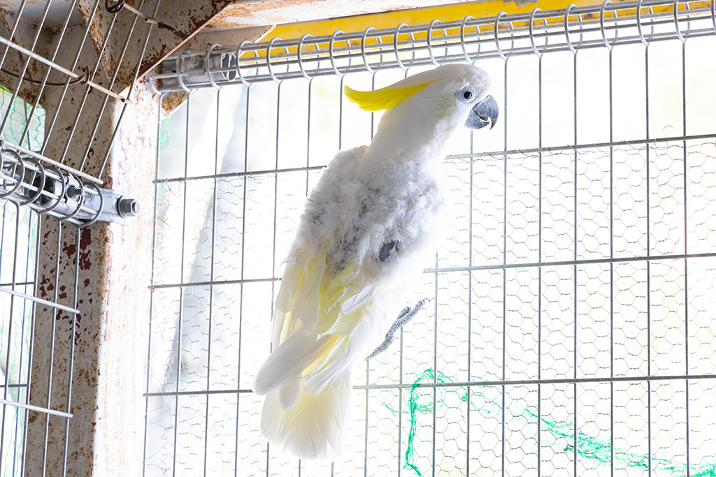 オウムのピーちゃん/福知山市動物園(京都府)