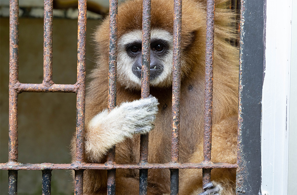 シロテテナガザル/福知山市動物園(京都府)